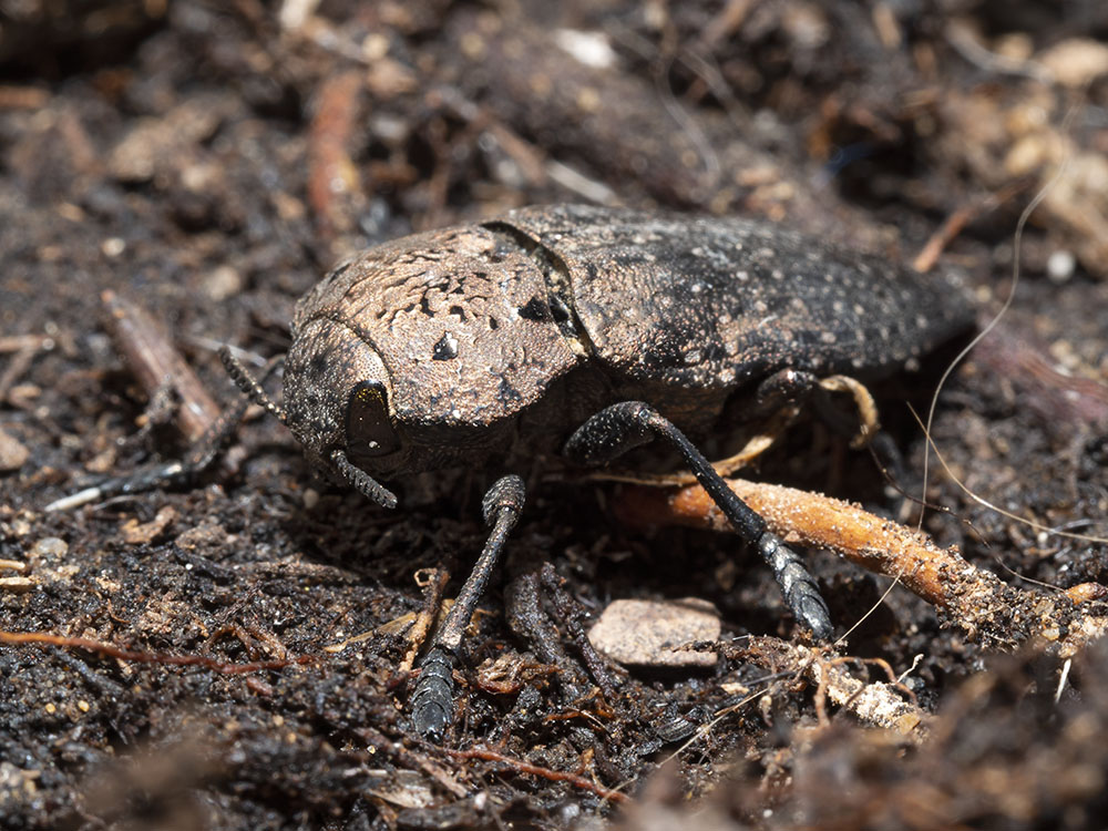 Buprestidae: Capnodis tenebricosa